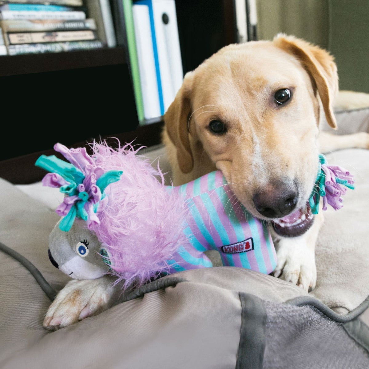 Dog playing with a colorful toy on a couch