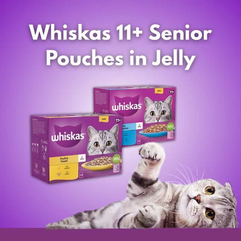 Whiskas 11+ Senior Pouches in Jelly packaging with a cat on a purple background
