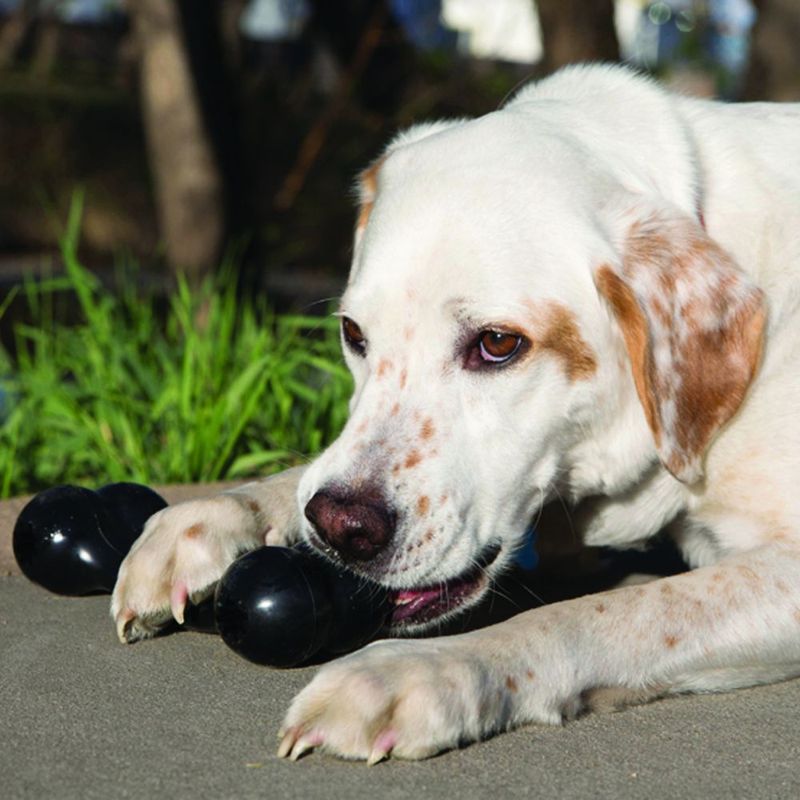 Dog playing with a black rubber toy outdoors