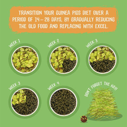 Guinea pig diet transition chart with Excel food and hay on a green background