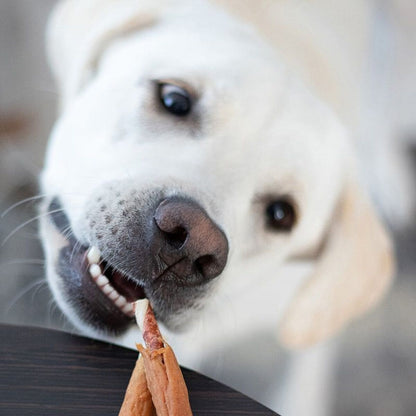 Dog holding a treat in its mouth with a blurred background