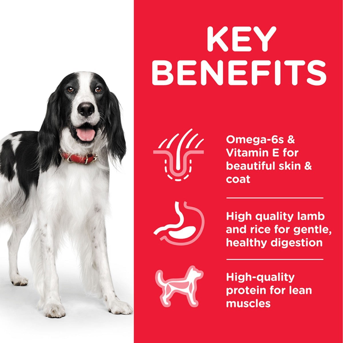 Healthy medium dog nutrition