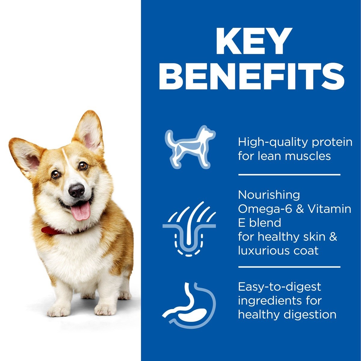 Dry food small dogs