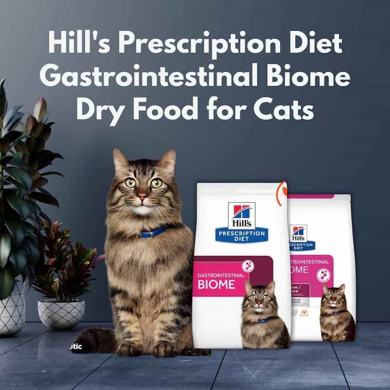 Cat sitting next to Hill's Prescription Diet Gastrointestinal Biome dry food packages on a gray background