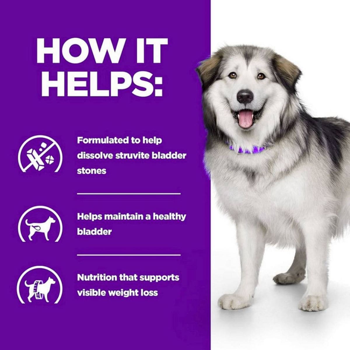 Dog with a purple background and text about bladder stone dissolution and health benefits.