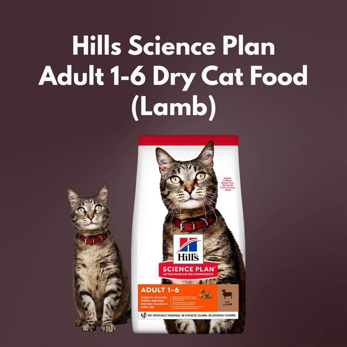 Hills Science Plan Adult 1-6 Dry Cat Food package with a cat on a dark background