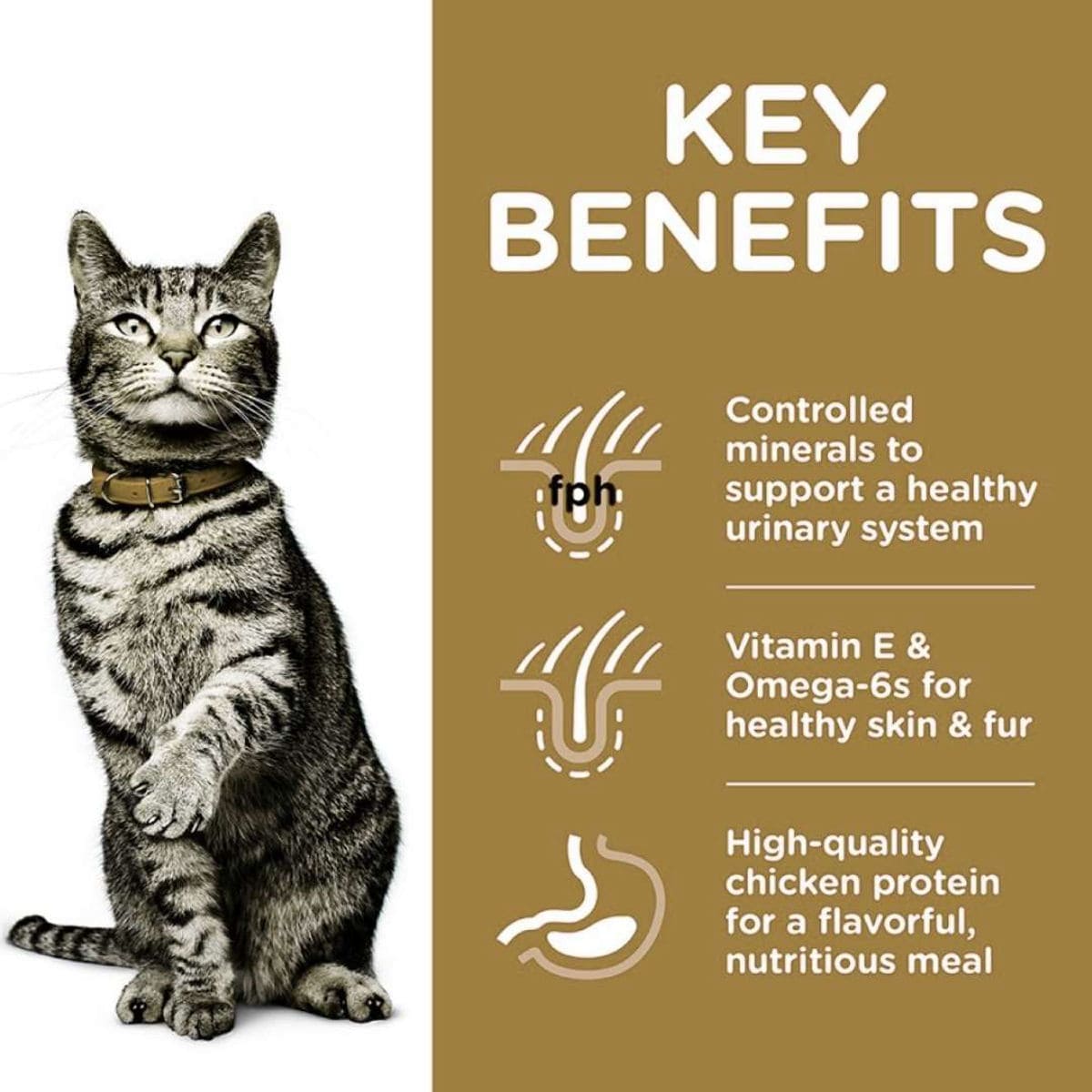 Cat with key benefits of a pet food product on a brown background