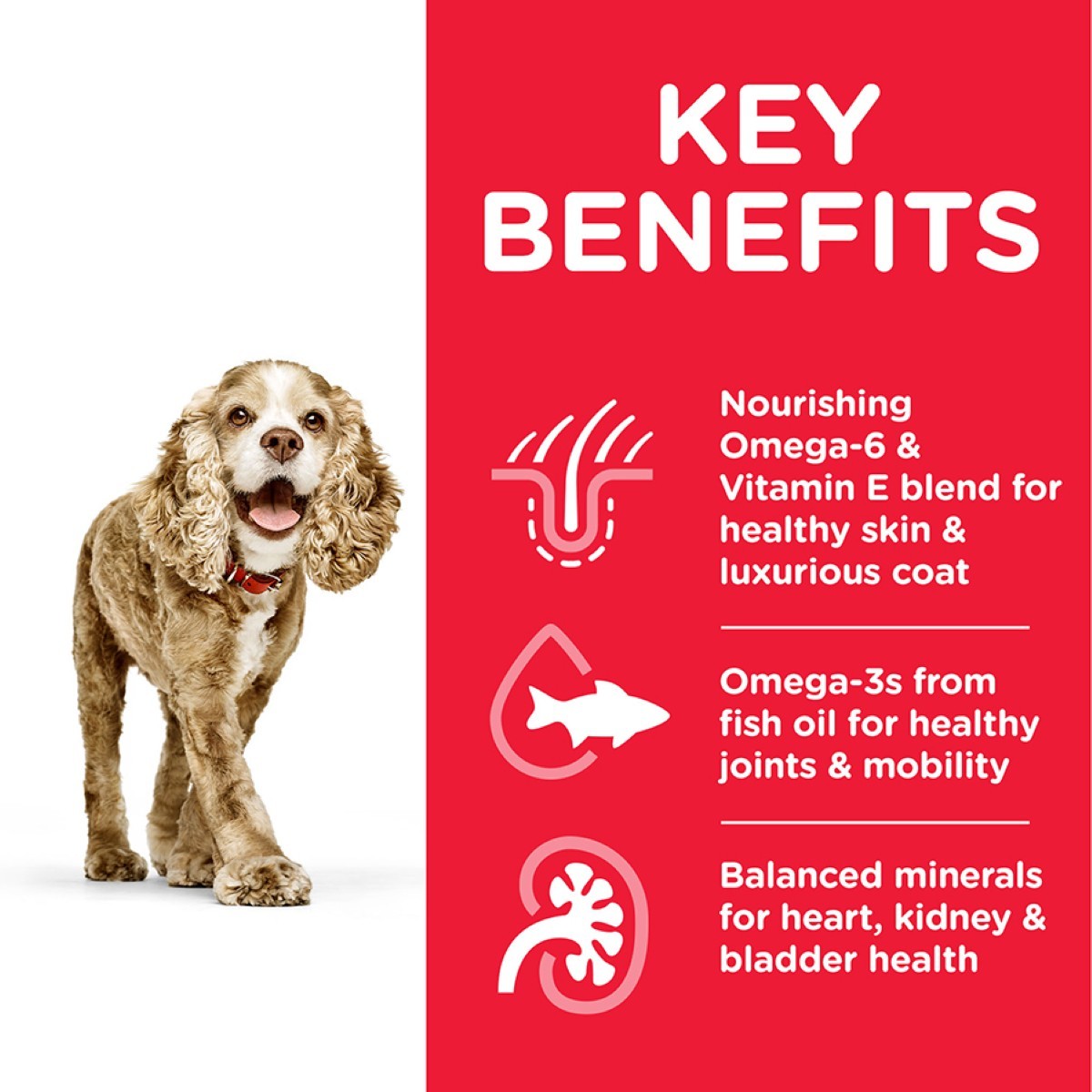 Dog with key benefits of a pet food product on a red background