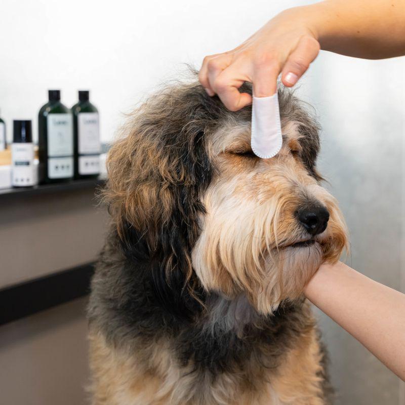 kooa eye and ear wipe