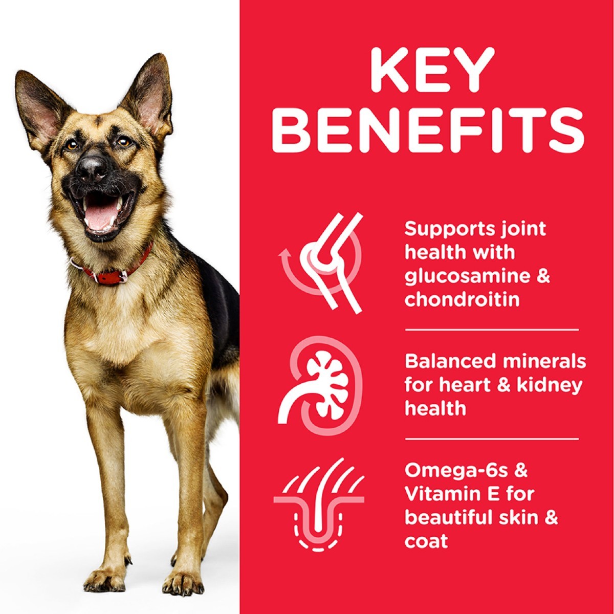 Large breed senior nutrition