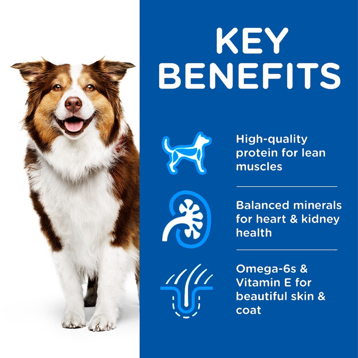 Senior dog chicken formula