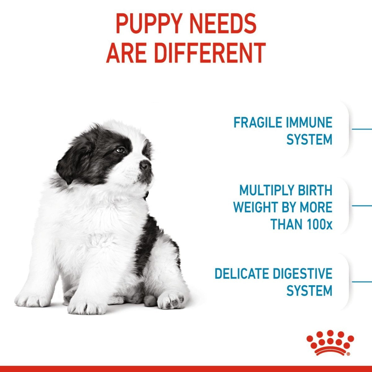 Puppy with text about puppy needs on a white background