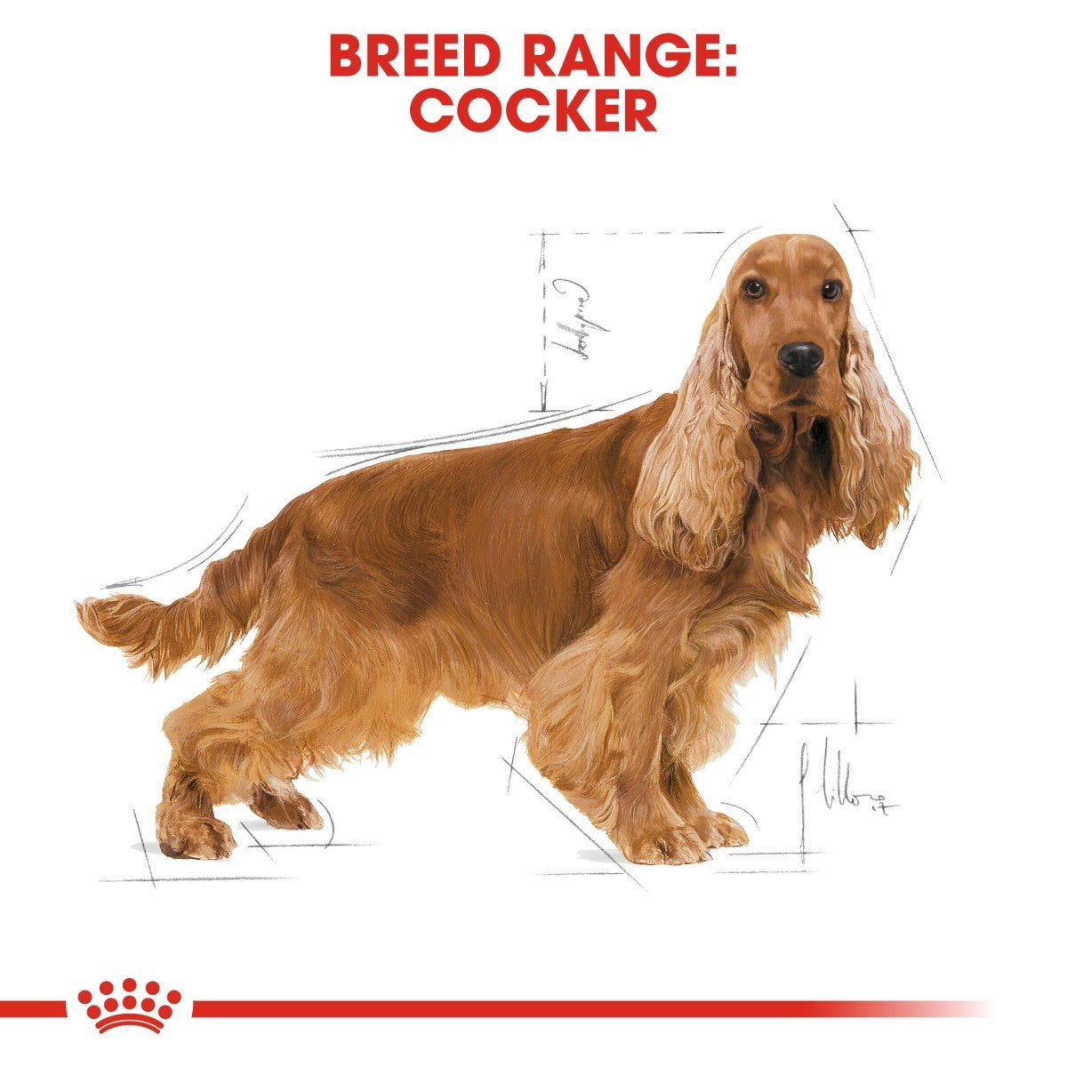 Cocker Spaniel with breed range text and Royal Canin logo on a white background