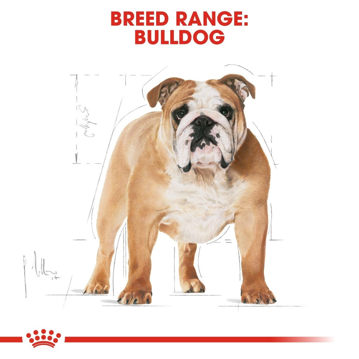 Cardboard cutout of a bulldog with 'Breed Range: Bulldog' text on a white background.