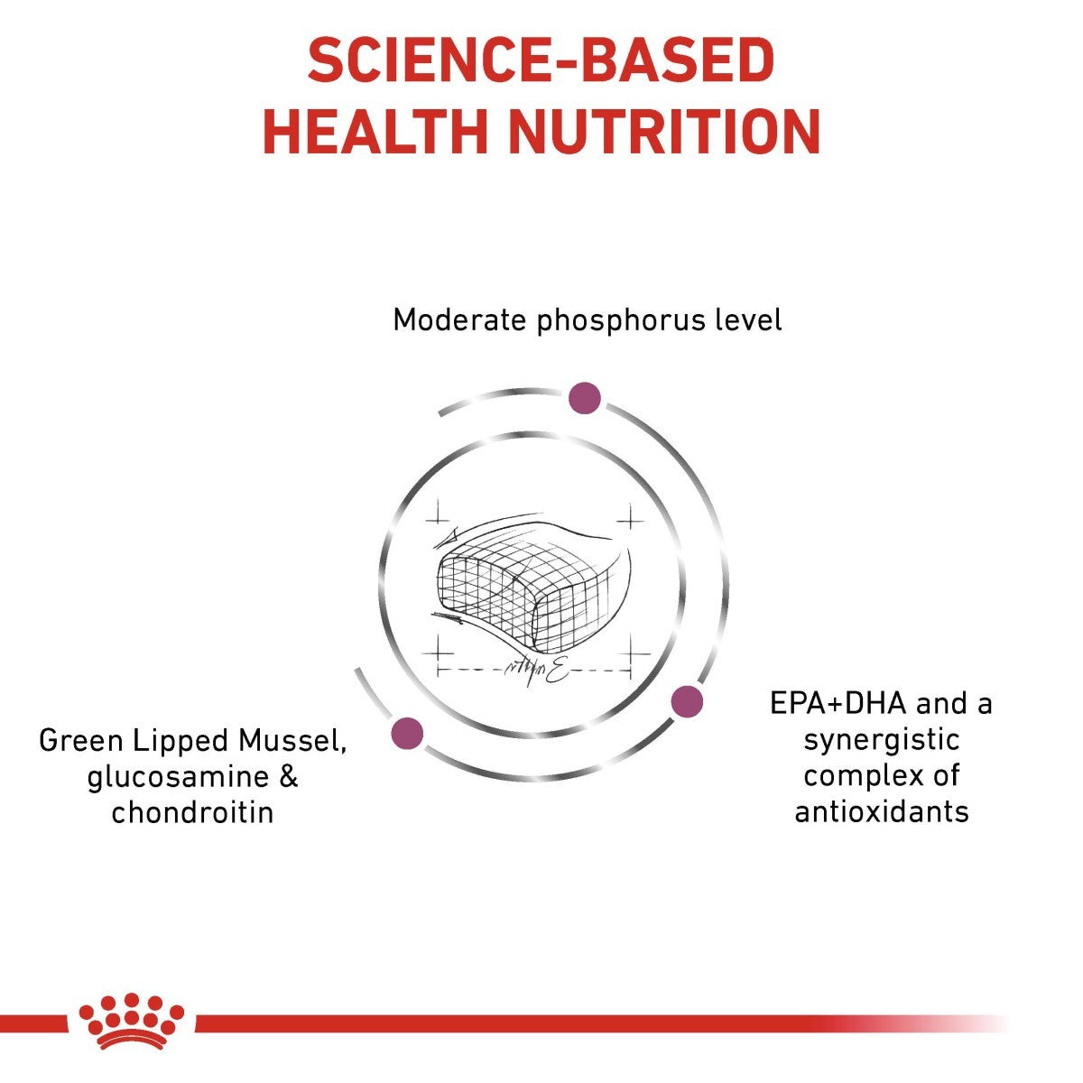 Diagram of science-based health nutrition with green lipped mussel, glucosamine, chondroitin, EPA+DHA, and antioxidants on a white background.
