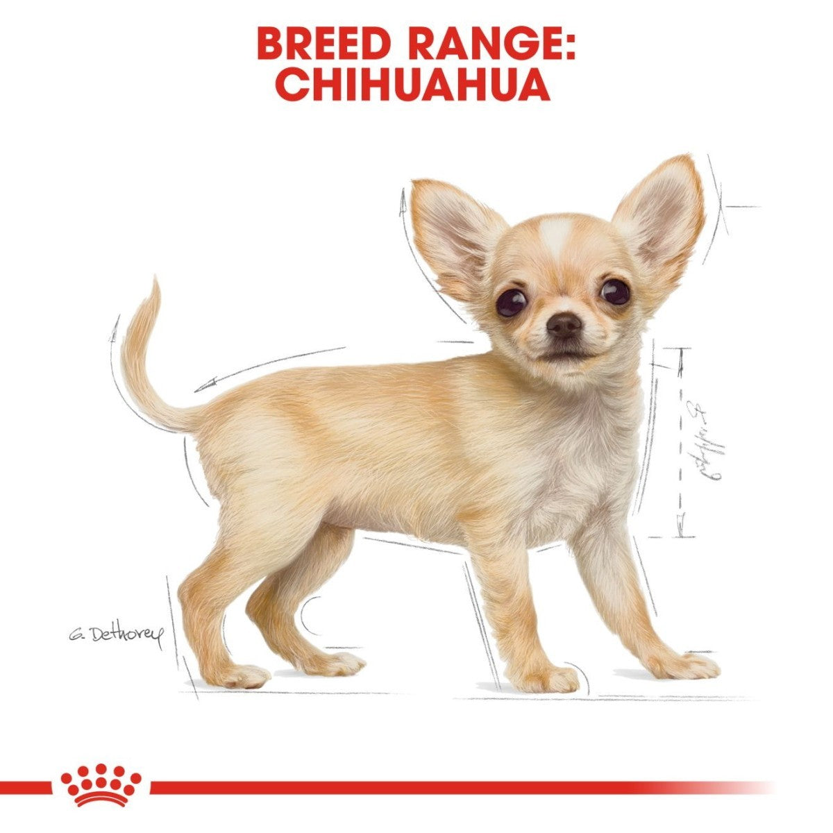 Chihuahua illustration with 'Breed Range: Chihuahua' text on a white background