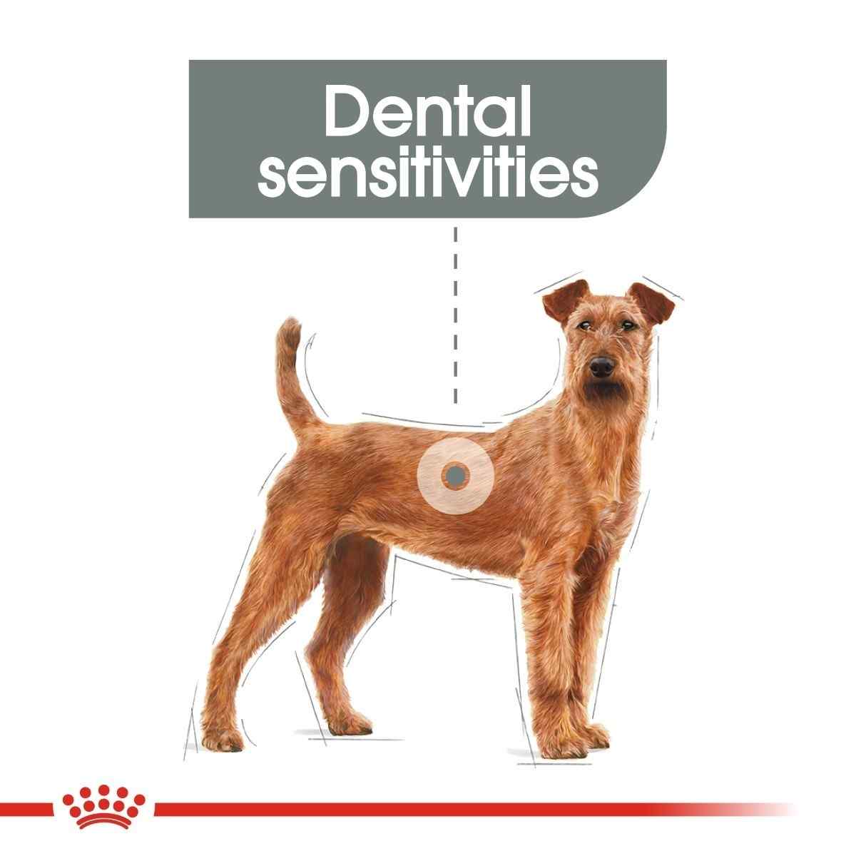 Dog with dental sensitivities label on a white background