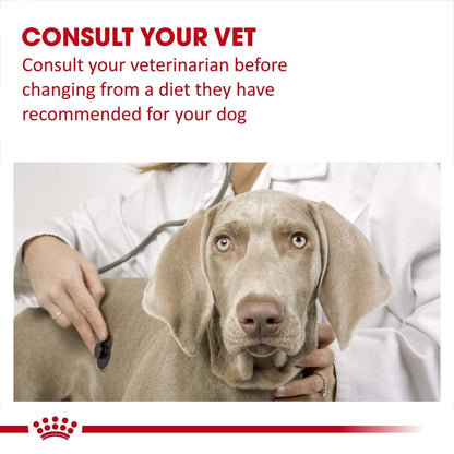 Dog being examined by a veterinarian with text advising to consult the vet before changing the dog's diet.
