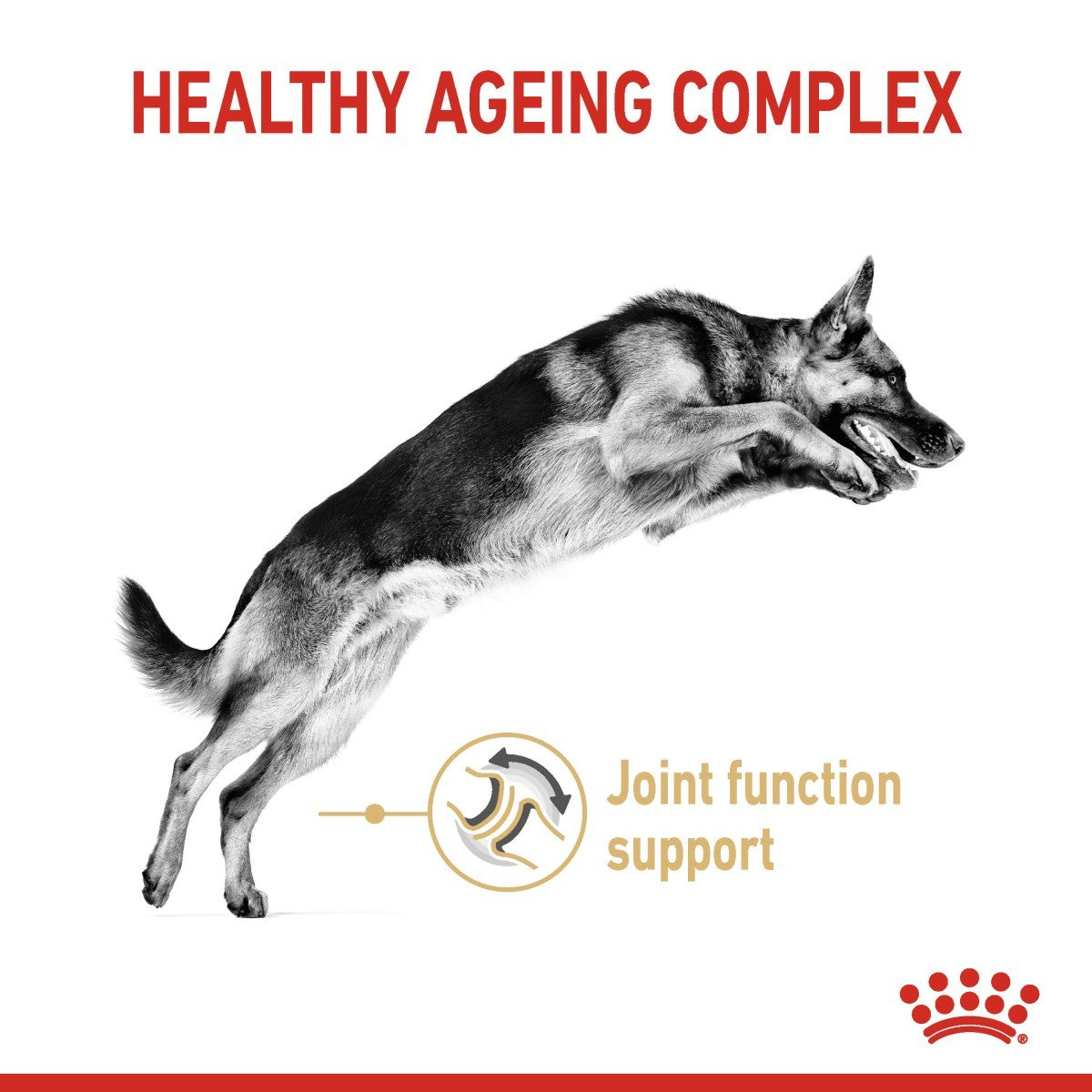 Dog jumping with 'Healthy Ageing Complex' text and joint function support icon on a white background