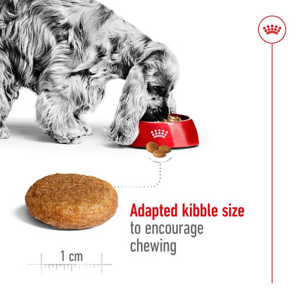 Dog eating from a red bowl with kibble and a measurement of 1 cm shown.