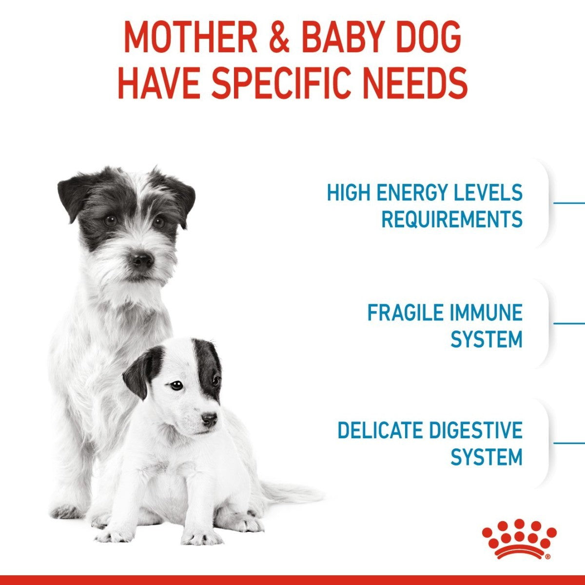 Two dogs with text about their specific needs on a white background