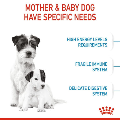 Two dogs with text about their specific needs on a white background