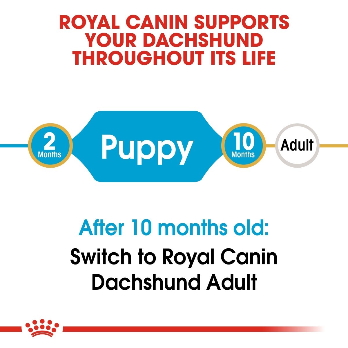Royal Canin Dachshund feeding chart on a white background