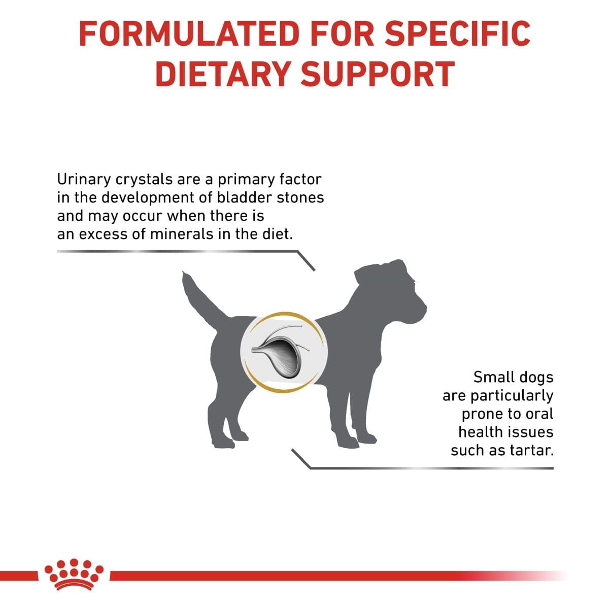 Dog infographic about dietary support for urinary health and dental care.