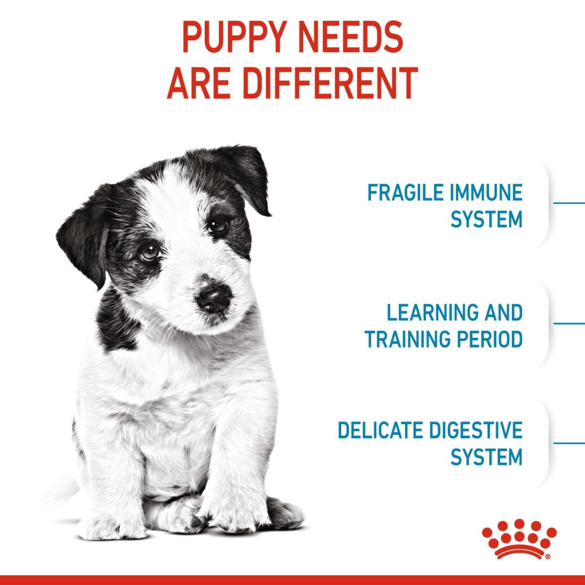 Puppy with text about puppy needs on a white background