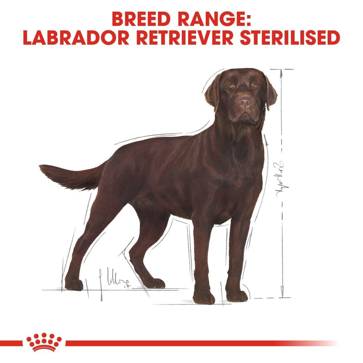 Illustration of a chocolate Labrador Retriever with dimensions on a white background, featuring text about breed range and sterilized status.
