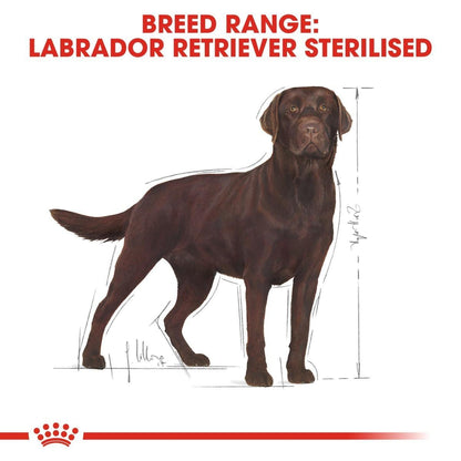 Illustration of a chocolate Labrador Retriever with dimensions on a white background, featuring text about breed range and sterilized status.
