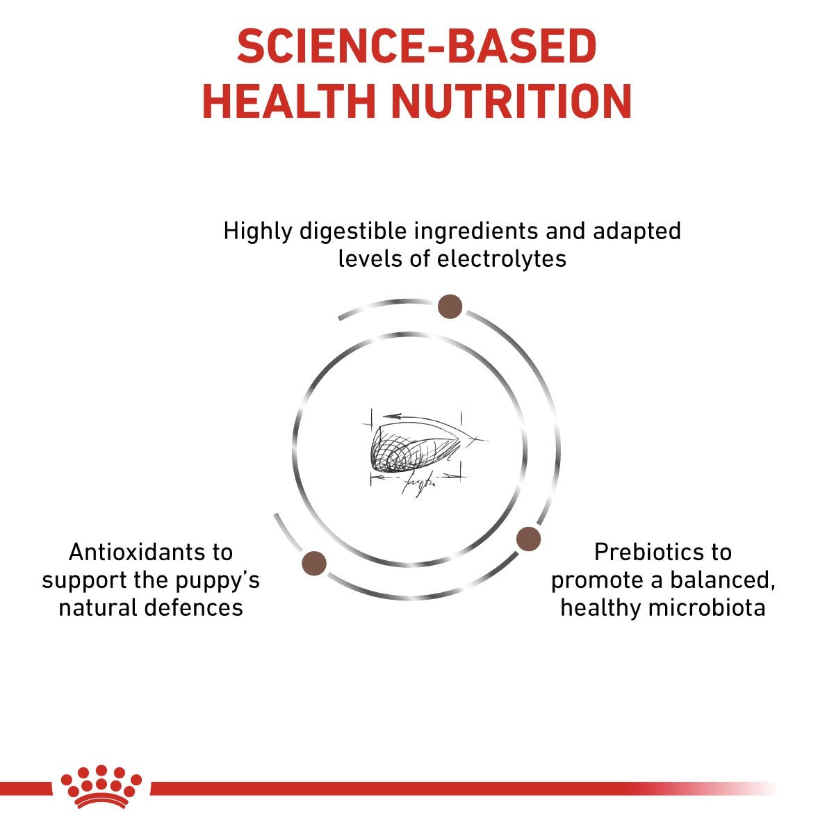 Diagram of science-based health nutrition for puppies with text and a crown logo at the bottom.