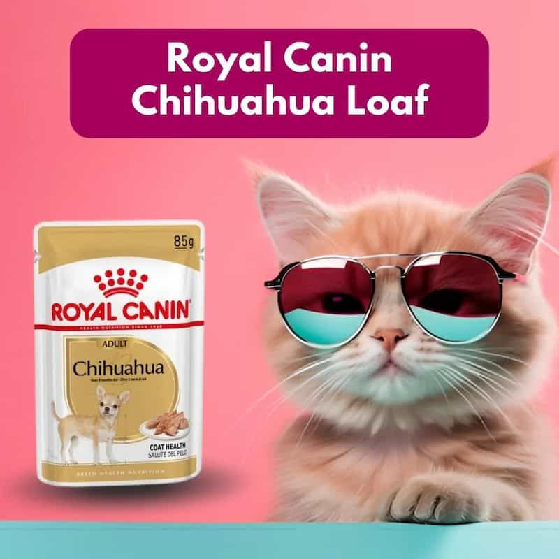 Cat wearing sunglasses with a Royal Canin Chihuahua Loaf product on a pink background