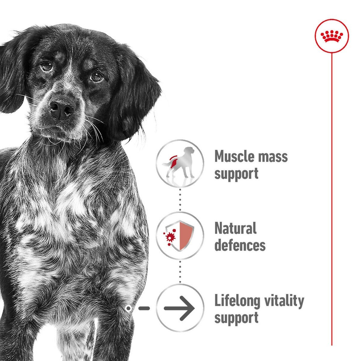 Dog with health benefits listed on a white background