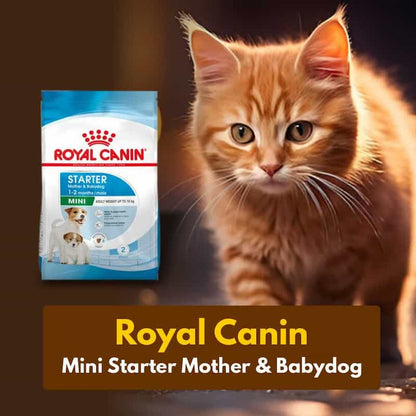 Orange cat next to a Royal Canin starter food package on a dark background