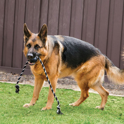 German Shepherd dog with a black and white rope toy in its mouth on grass.