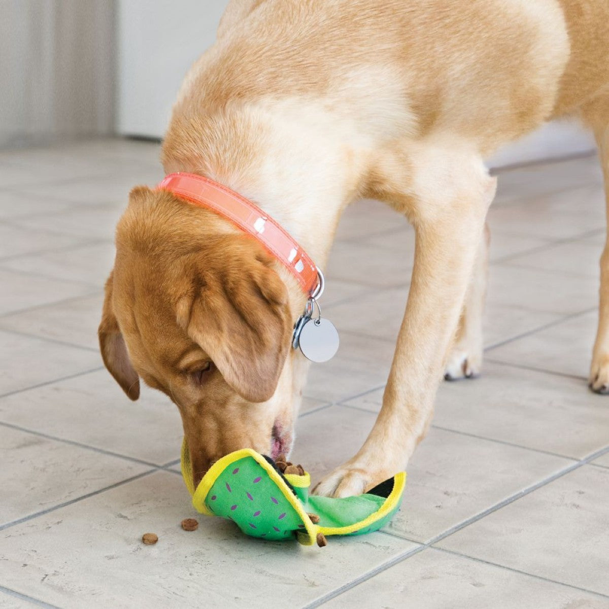 Dog playing with a green and yellow toy on a tiled floor