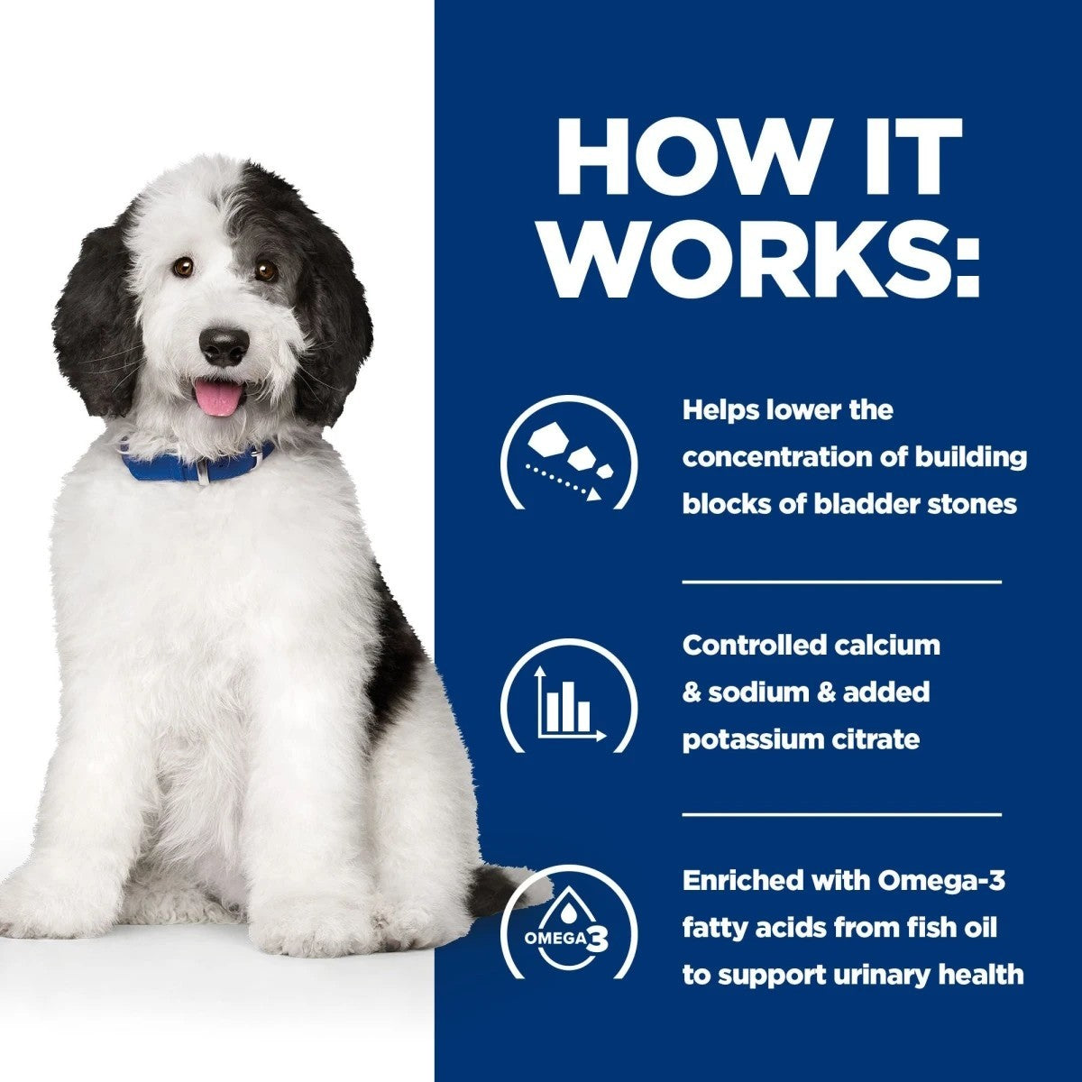 Dog with a blue background and text about bladder stone prevention