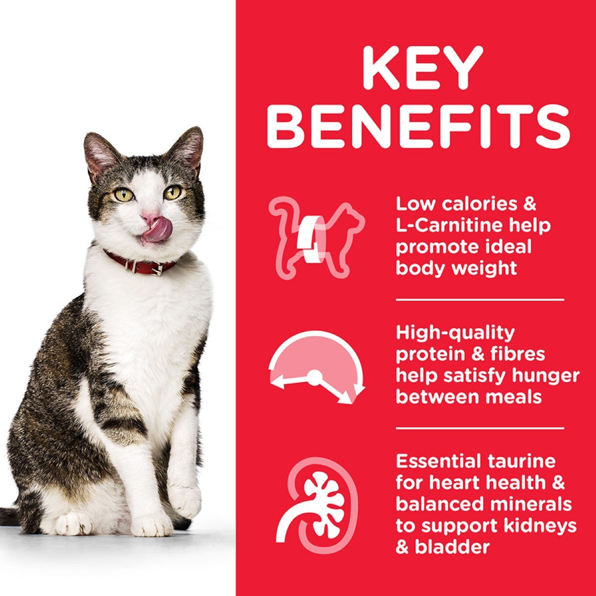 Weight control older cats
